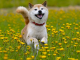Shiba Inu looks to bounce after another dip
